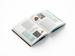 Thomas Schmidt: Hamburgs Bäume 