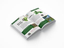 Thomas Schmidt: Ahorn, Rotfuchs & Zitronenfalter 